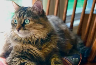 Il primo gatto con pacemaker